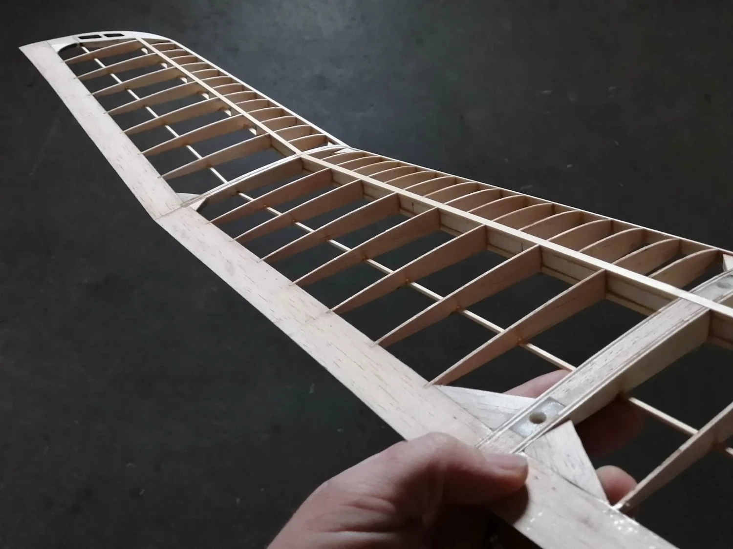 Mini Kiwi 1.33m 12 Mini Kiwi 1.33m - Image 12